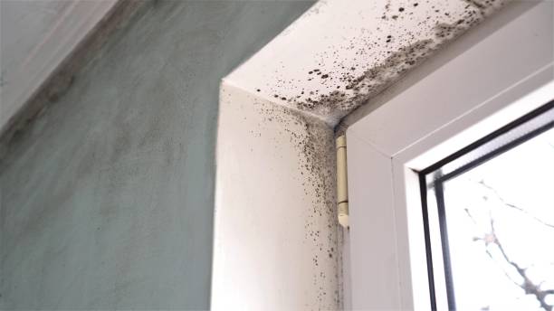 Best Attic Mold Removal  in Mammoth Spring, AR