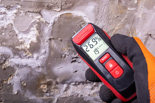 Best Certified Mold Removal  in Mammoth Spring, AR