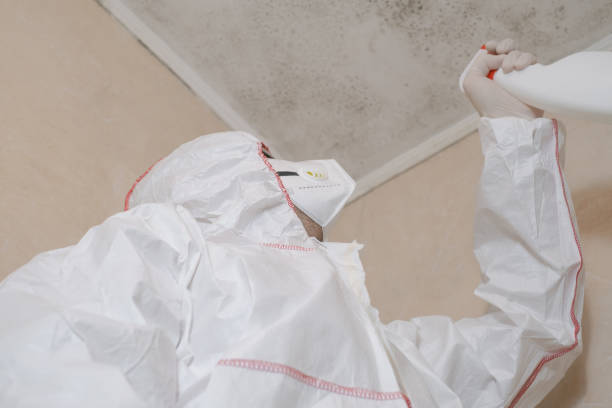 Home Mold Removal in Mammoth Spring, AR