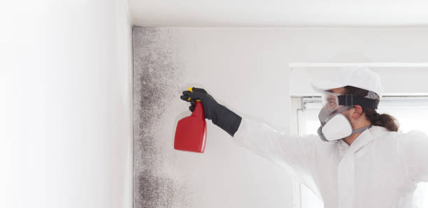 Best Local Mold Removal Service  in Mammoth Spring, AR