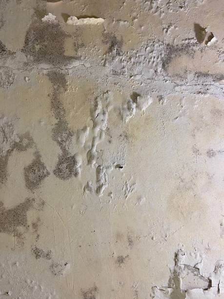 Best Crawl Space Mold Removal  in Mammoth Spring, AR