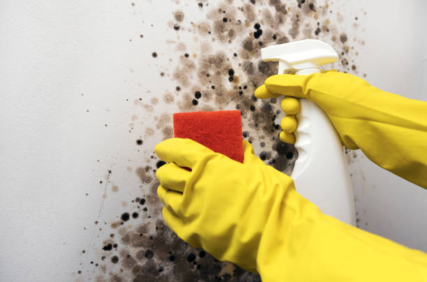 Best Professional Mold Removal  in Mammoth Spring, AR