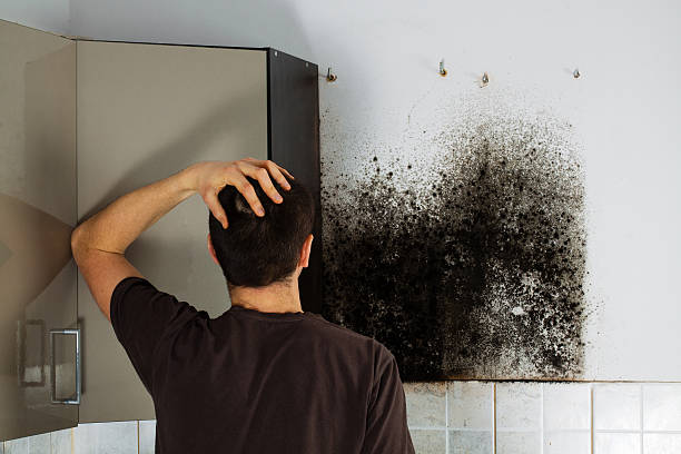 Best Best Mold Removal Companies  in Mammoth Spring, AR
