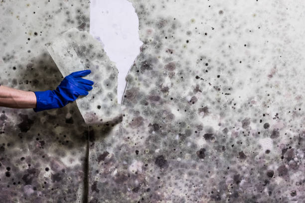 Best Mold Cleaning Services  in Mammoth Spring, AR