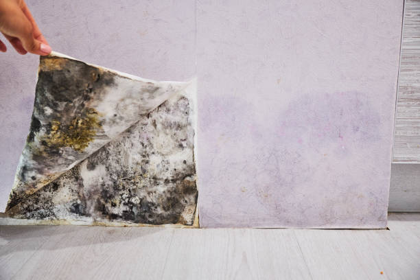 Best Home Mold Removal  in Mammoth Spring, AR